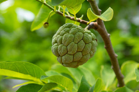 A tasty custard apple fruit on the branch