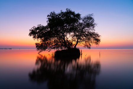 Scene of a mangrove apple tree in the sea and beautiful sky during sunrise at Phatthalung province, Thailand.の写真素材