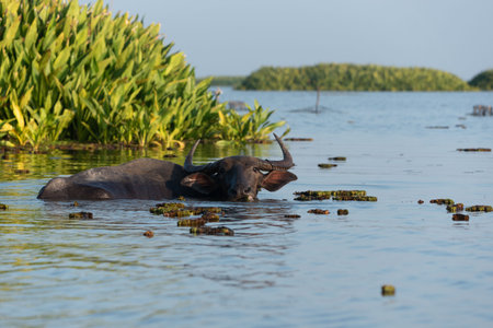 Water buffalo in tropical swamp at Thalae noi ,Phatthalung, Southern Thailand.の写真素材