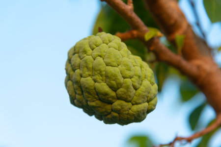 Close-up view of a green custard apple on the tree branch.の写真素材
