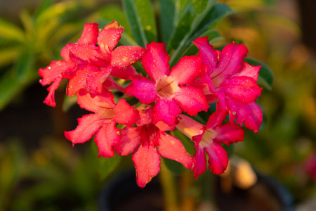 Beautiful pink desert roses and water droplets in flowerpot.の写真素材