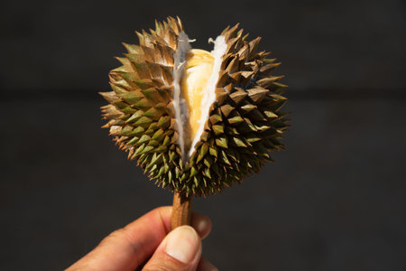 A hand holding small delicious split durianの写真素材
