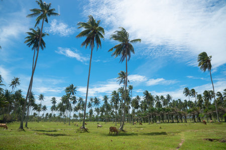 Scene of coconut trees and cows on the beach at Pilai beach, Phangnga province, Thailand.の写真素材