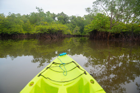 Scene of mangrove forest at Ban Tah Din Deang, Thai Mueng, Phangnga province. View from longtail boat.の写真素材