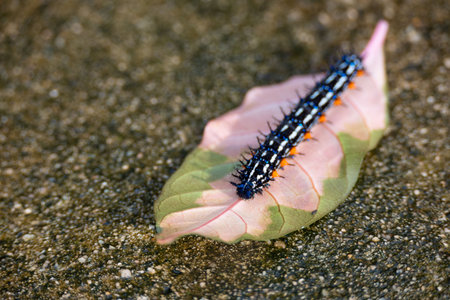 A striking spiky caterpillar crawls along a pink and green leaf, set against a textured ground.