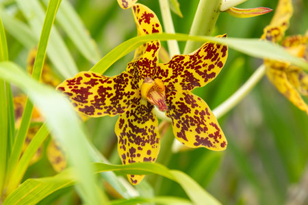 A close-up of a vibrant Tiger Orchid (Grammatophyllum speciosum) showcasing large yellow petals with striking maroon spots.の写真素材