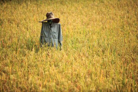 scarecrow in yellow fieldの写真素材