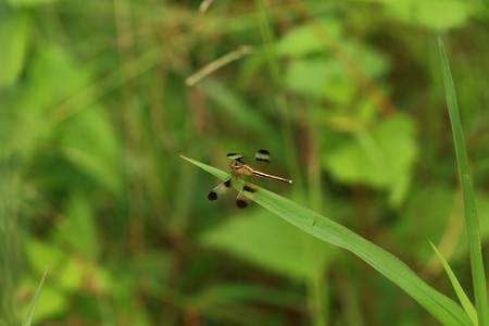 dragonfly の写真素材