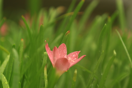 Rain Lilyの写真素材