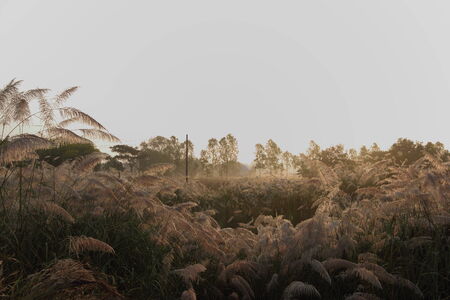 Arundo donax 