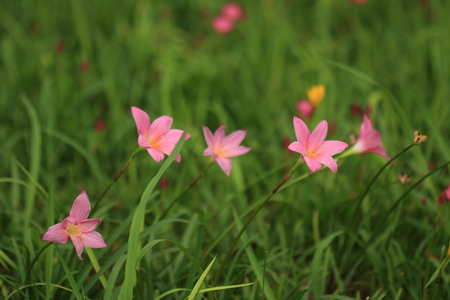 Zephyranthasの写真素材