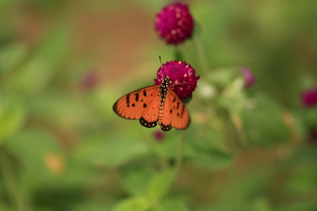 Butterflyの写真素材