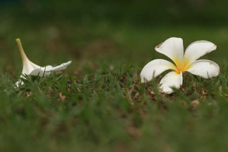 Plumeriaの写真素材