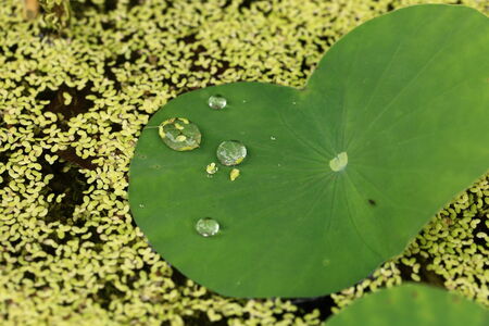 Nymphaea lotus の写真素材