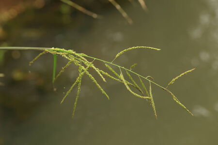 Grassesの写真素材