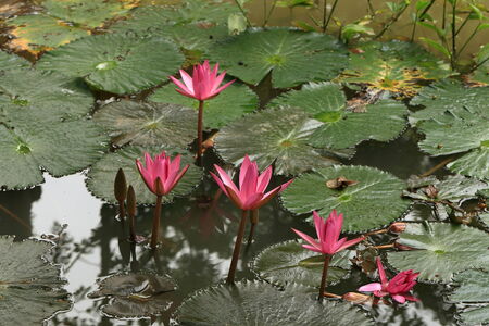 Lotusの写真素材