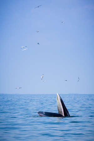 whaleの写真素材