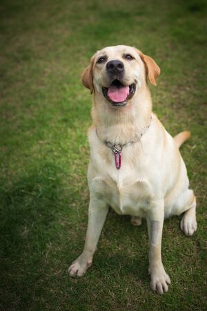 Labradorの写真素材