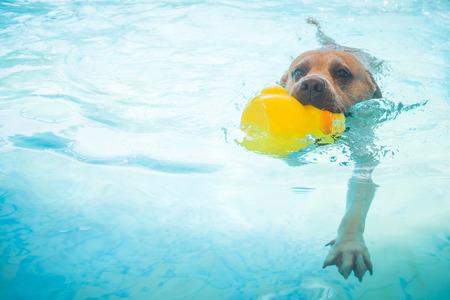 Swimming Dogの写真素材