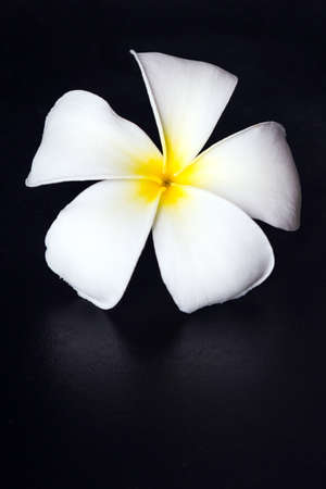 Frangipani flowerの写真素材