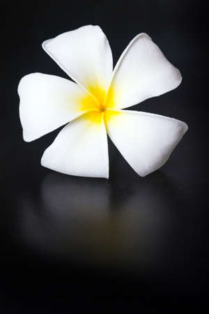 Frangipani flowerの写真素材