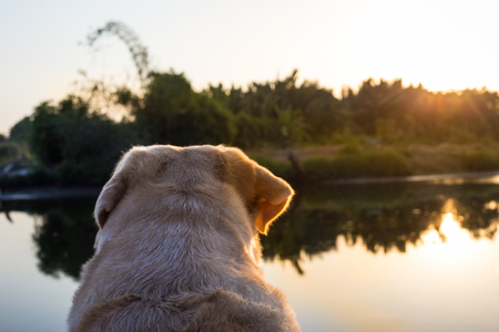Labrador retriever cute smile and sunset in the lakeの写真素材