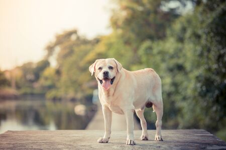 he labradir retriever in the garden and lakeの写真素材