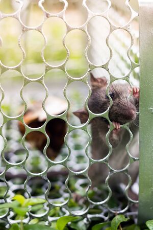 A rat in a cage and outdoorの写真素材