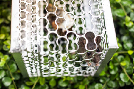 A rat in a cage and outdoorの写真素材
