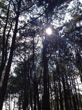 Pine tree and Sun light.の素材
