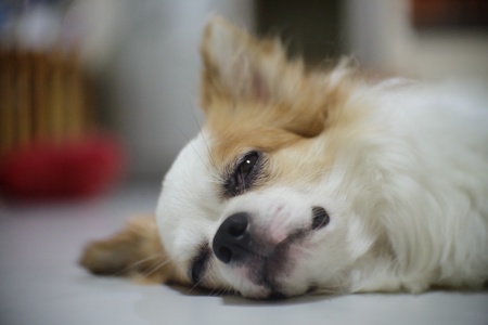 Sleepy dog.の素材