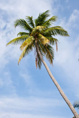 Coconutの写真素材