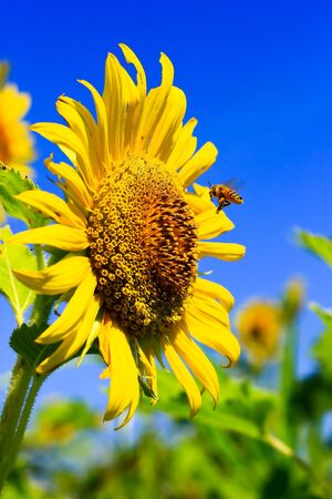 Sunflowerの写真素材