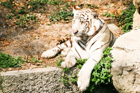 Tigerの写真素材