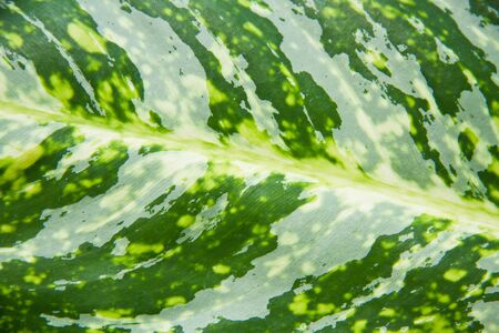 Leaves