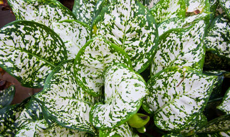 Leavesの写真素材