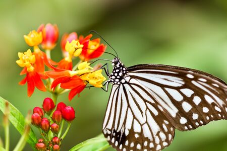 Butterflyの写真素材