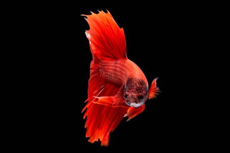 Capture the moving moment of red siamese fighting fish isolated on black background.