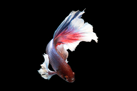Capture the moving moment of big ear siamese fighting fish isolated on black background.の写真素材