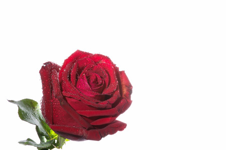Red rose isolated on white background.の写真素材