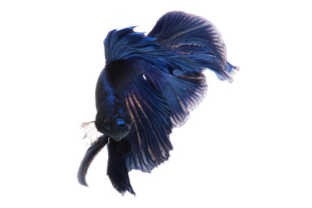 Capture the moving moment of blue siamese fighting fish isolated on black background.の写真素材