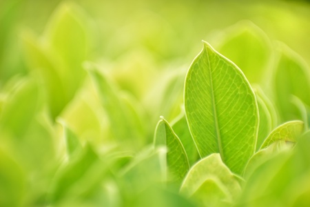 Closeup nature view of green leaf in garden at summer under sunlight. Natural green plants landscape...