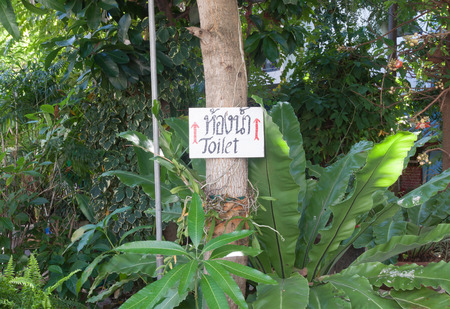 Toilet Sign on big tree.の写真素材