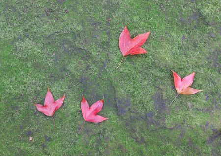 The red maple leave on green mosの写真素材