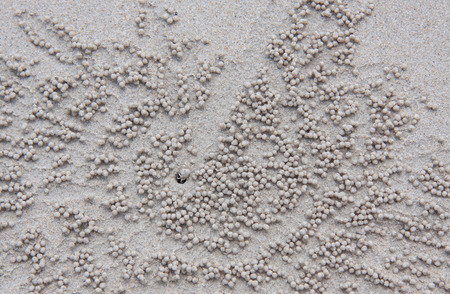 House of small crab on the beach.の写真素材