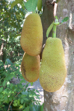 The jack fruit on the tree .