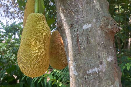 The jack fruit on the tree .の写真素材