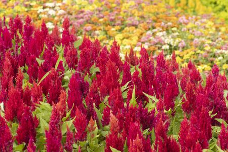 Red flowers blooming in garden, (Celosia flower or Cockscomb)