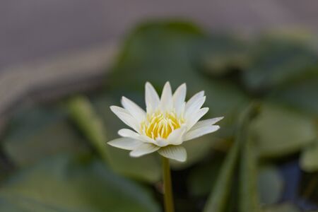 White lotus with yellow pollen