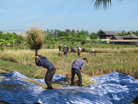 Manual rice harvesting by unidentified farmers in Chiangmai, Thailand  の写真素材